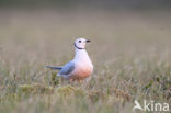 Ross s gull (Rhodostethia rosea)