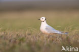 Ross s gull (Rhodostethia rosea)