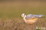 Ross s gull (Rhodostethia rosea)