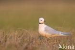 Ross s gull (Rhodostethia rosea)