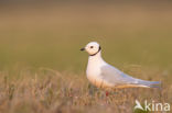 Ross s gull (Rhodostethia rosea)