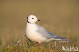 Ross s gull (Rhodostethia rosea)