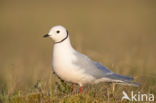 Ross s gull (Rhodostethia rosea)