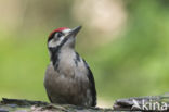 Great Spotted Woodpecker (Dendrocopos major)