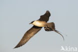 Long-tailed Jaeger (Stercorarius longicaudus)