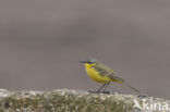 Gele Kwikstaart (Motacilla flava)