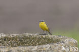 Gele Kwikstaart (Motacilla flava)