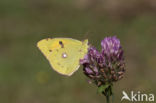 Oranje luzernevlinder (Colias croceus)