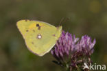 Oranje luzernevlinder (Colias croceus)