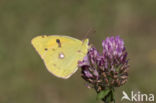 Oranje luzernevlinder (Colias croceus)