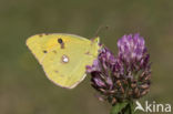 Oranje luzernevlinder (Colias croceus)