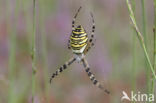 wasp spider (Argiope bruennichi)