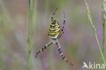 wasp spider (Argiope bruennichi)