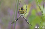 wasp spider (Argiope bruennichi)