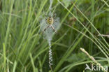 wasp spider (Argiope bruennichi)