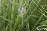 wasp spider (Argiope bruennichi)