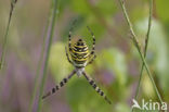 wasp spider (Argiope bruennichi)