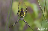 wasp spider (Argiope bruennichi)