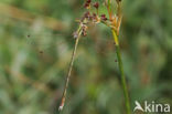 Shy Emerald Damselfly (Lestes barbarus)