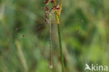 Shy Emerald Damselfly (Lestes barbarus)