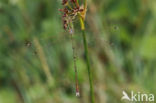 Shy Emerald Damselfly (Lestes barbarus)