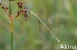 Shy Emerald Damselfly (Lestes barbarus)