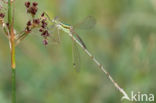 Shy Emerald Damselfly (Lestes barbarus)