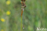 Shy Emerald Damselfly (Lestes barbarus)