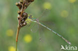 Shy Emerald Damselfly (Lestes barbarus)