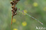 Shy Emerald Damselfly (Lestes barbarus)