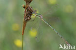 Shy Emerald Damselfly (Lestes barbarus)