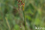 Shy Emerald Damselfly (Lestes barbarus)