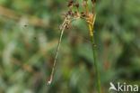 Shy Emerald Damselfly (Lestes barbarus)