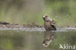 Hawfinch (Coccothraustes coccothraustes)