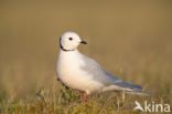 Ross s gull (Rhodostethia rosea)