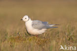 Ross s gull (Rhodostethia rosea)