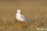 Ross s gull (Rhodostethia rosea)