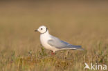 Ross s gull (Rhodostethia rosea)