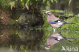 Vlaamse Gaai (Garrulus glandarius)