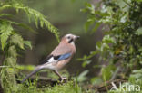 Vlaamse Gaai (Garrulus glandarius)