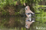 Eurasian Jay (Garrulus glandarius)