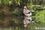 Eurasian Jay (Garrulus glandarius)