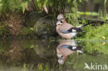 Vlaamse Gaai (Garrulus glandarius)