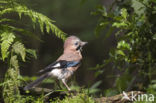 Vlaamse Gaai (Garrulus glandarius)