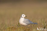 Ross s gull (Rhodostethia rosea)