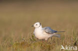 Ross s gull (Rhodostethia rosea)