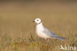 Ross s gull (Rhodostethia rosea)