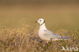 Ross s gull (Rhodostethia rosea)