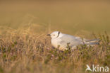 Ross s gull (Rhodostethia rosea)