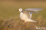 Ross s gull (Rhodostethia rosea)